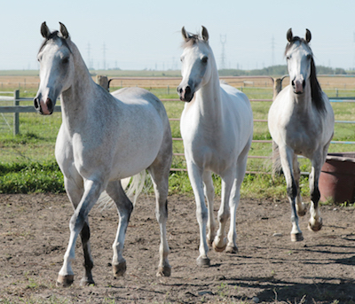 Arabians_Bravas_Shake_Pearl