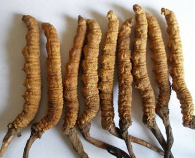 Cordyceps2