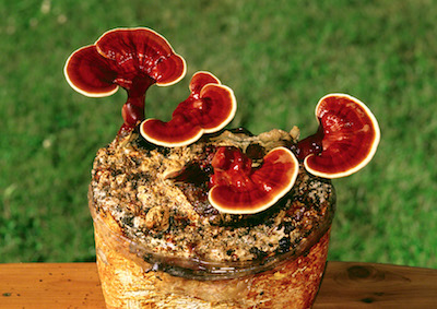 Reishi