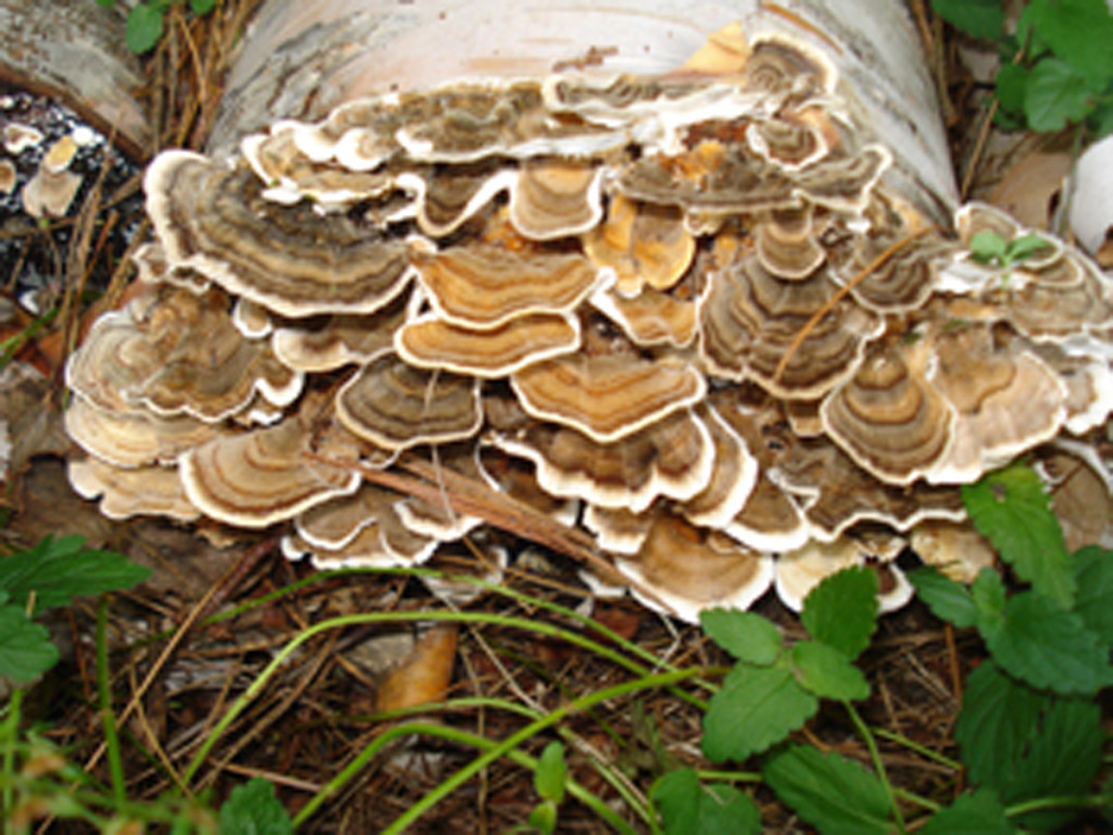 Turkey Tail2