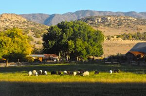 Ancients Guest Ranch|localfoodeater