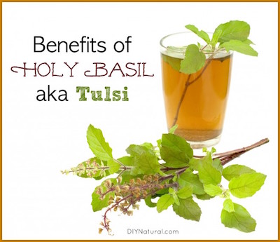 Tulsi-and-Holy-Basil-Benefits-660x570